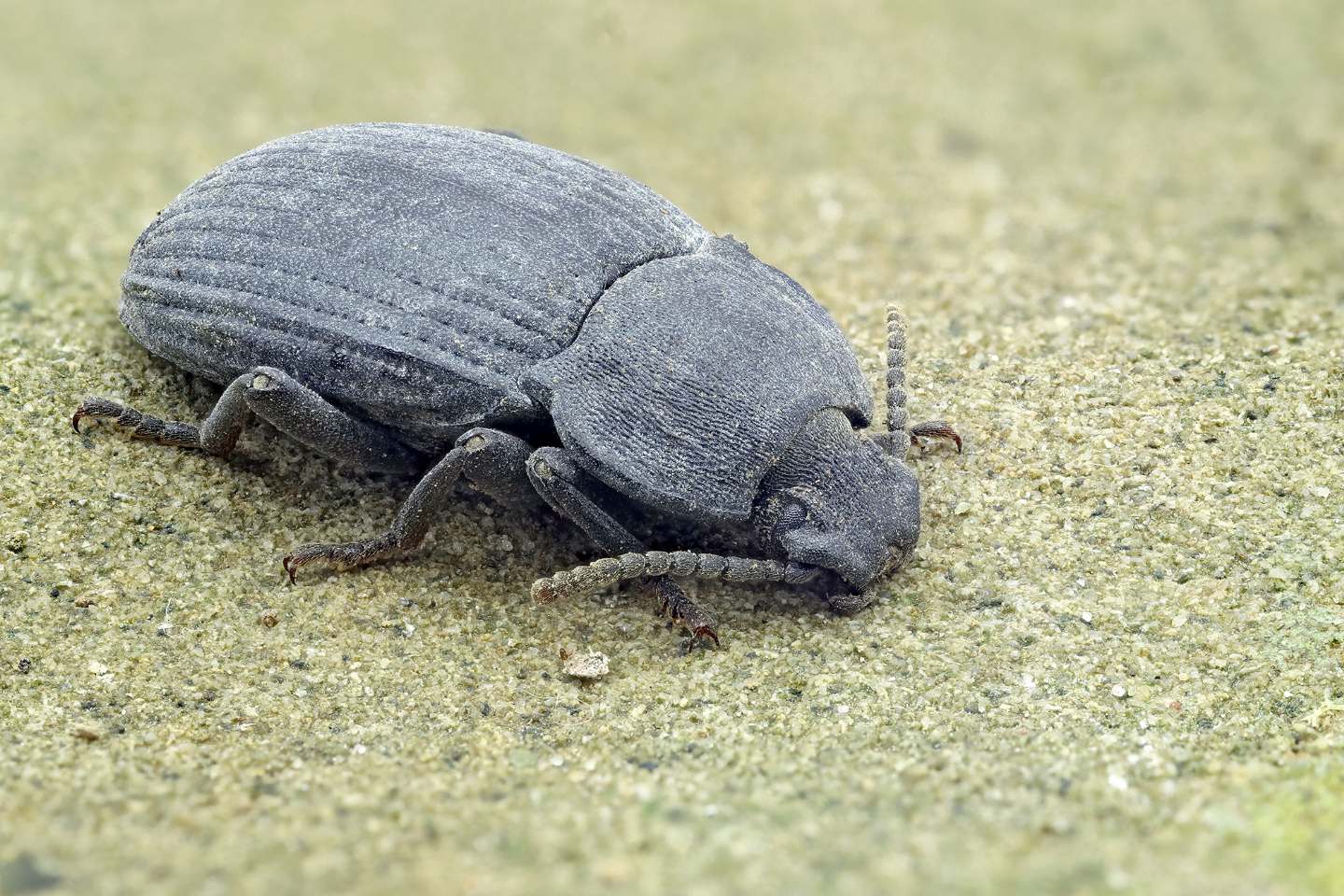 Tenebrionidae: Dendarus coarcticollis